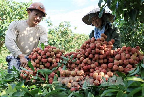 Hải Dương vui mùa vải sớm 